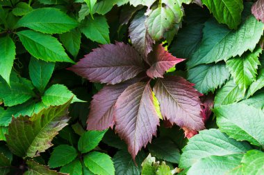Yeşil arka planda kırmızı sonbahar yaprakları.