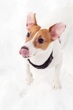 Jack Russell köpek kar üstünde