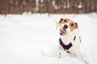 Jack Russell Dog on snow with a stick clipart