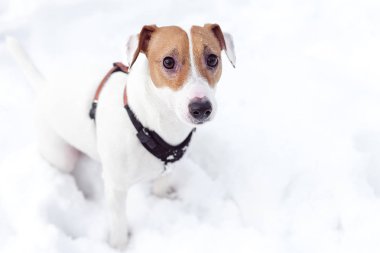 Jack Russell köpek kar üstünde.