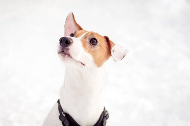 Jack Russell Dog on snow clipart