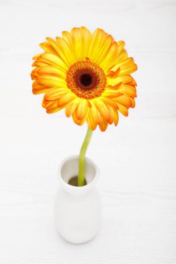 Sarı ve kırmızı gerbera cam aranjman beyaz tahta masada. Papatya çiçek vazosu