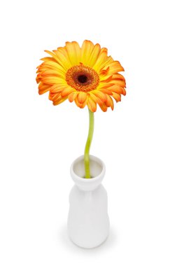 Sarı gerbera cam aranjman beyaz arka plan üzerinde. Kırpma yolu da dahil olmak üzere vazoda papatya çiçek