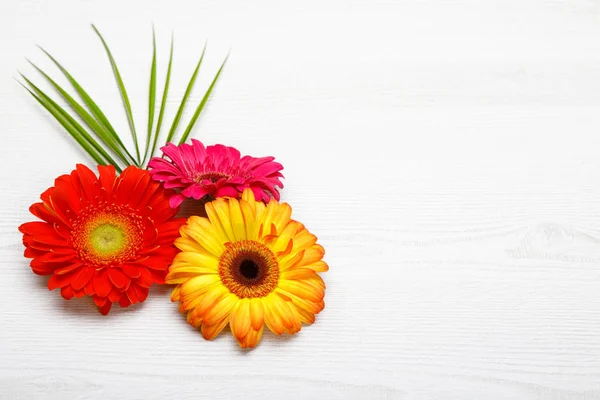 Three Gerbera Flowers White Wooden Background Spring Decoration Daisy Flower — Stock Photo, Image