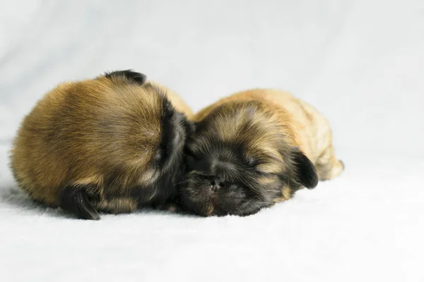 Bello Dormire Cucciolo Pechinese Così Adorabile — Foto Stock