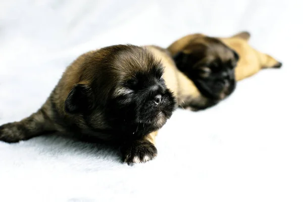 Bello Dormire Cucciolo Pechinese Così Adorabile — Foto Stock