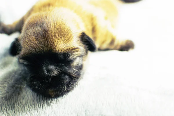 Belo Filhote Cachorro Adormecido Pekingese Tão Adorável — Fotografia de Stock