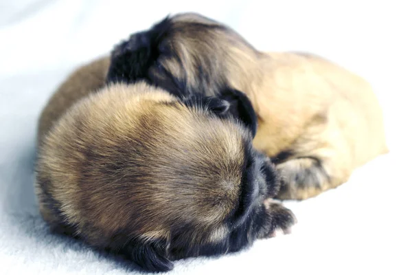 Bello Dormire Cucciolo Pechinese Così Adorabile — Foto Stock