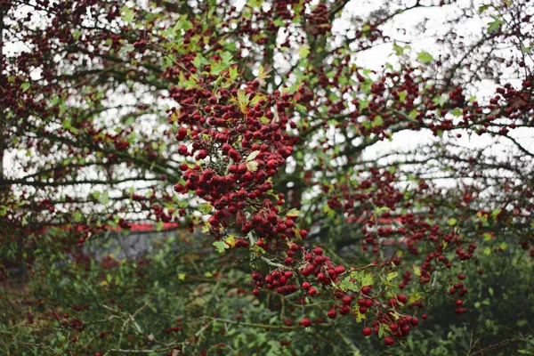 Sonbaharda Kırmızı Meyveler — Stok fotoğraf