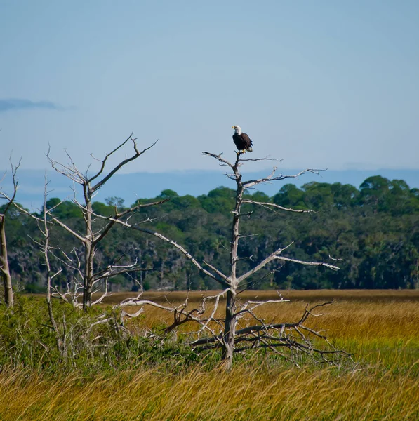 Bald Eagle Perched Top Dead Tree Intracoastal Waterway Florida Usa — Stock Photo, Image