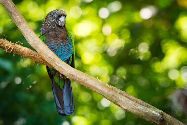 Papoušek Vějířový Prostředí — Stock fotografie