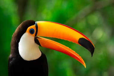 Kırmızı göğüslü Toucan ortamlarında, yakın çekim