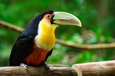 Kırmızı göğüslü Toucan ortamlarında, yakın çekim