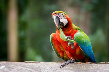 Büyük renkli Catalina Macaw ortamlarında