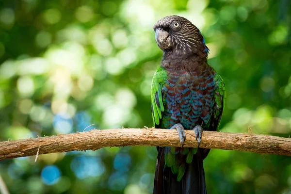 Papoušek Vějířový Prostředí — Stock fotografie