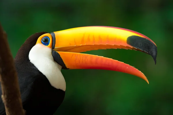 Gros Plan Toucan Poitrine Rouge Dans Son Habitat — Photo