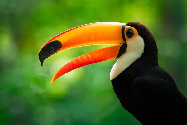 Κόκκινο Breasted Toucan Στο Βιότοπο Κοντινό Πλάνο — Φωτογραφία Αρχείου