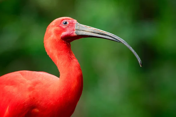 Πορτρέτο Της Scarlet Ibis Στο Βιότοπο — Φωτογραφία Αρχείου