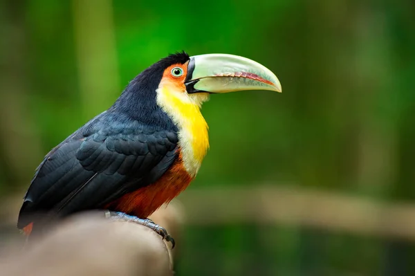 Kırmızı Göğüslü Toucan Ortamlarında Yakın Çekim — Stok fotoğraf