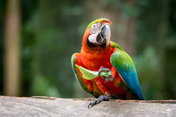 Nagy Színes Catalina Macaw Élőhely — Stock Fotó