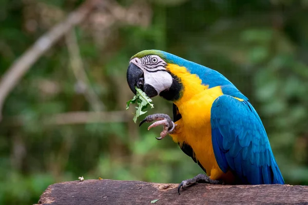 Sümbül Amerika Papağanı Ortamlarında Yakın Çekim — Stok fotoğraf