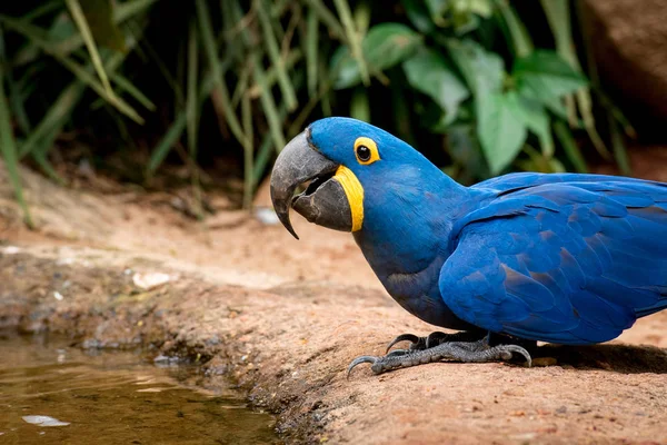 close up of Hyacinth Macaw in habitat