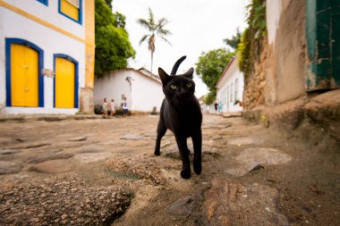 Tarihi kentin sokakta kara kedi 