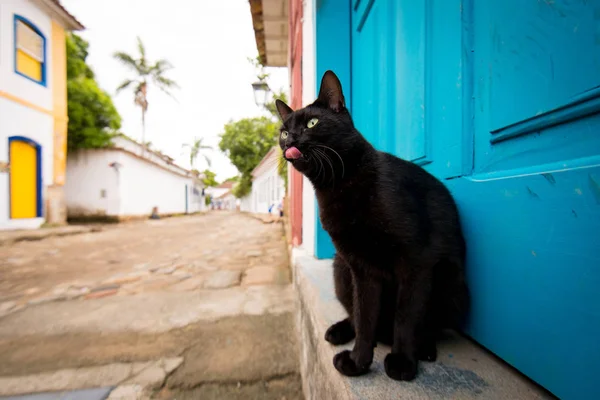 Black Cat Street Historical Town — Stock Photo, Image