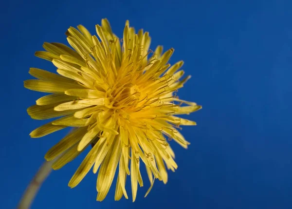 Primer plano del diente de león sobre fondo azul — Foto de Stock