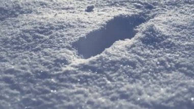 Karda hayvan ayak izleri pençeleri yakın çekim. 4k Uhd video