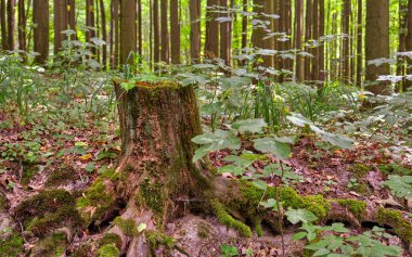Yosunla kaplı ormandaki ağaç kütüğü