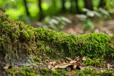 Yosun arka plan ile kaplı ağaç kökü