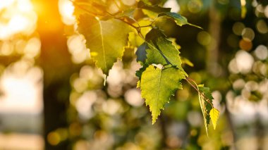 Huş yaprakları (Betula pendula) dalları, bokeh arka plan. Doğa günbatımı arka plan. Tıbbi bitki.