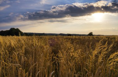 Buğday tarlasında gün batımı