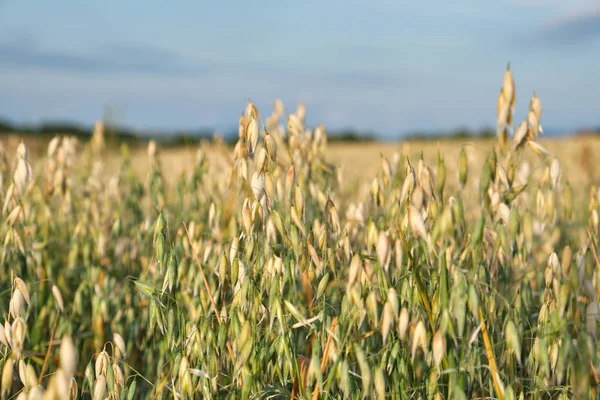Campo de cereais com aveia e céu azul. Temporada de colheita . — Fotografia de Stock