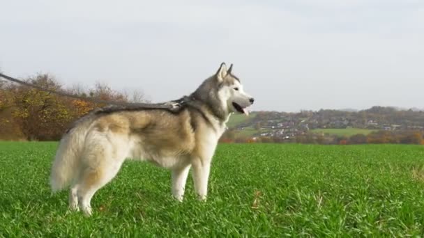 Trener Psów Syberyjskiej Hodowli Husky Treningu Pozycji Stojącej Wideo Uhd — Wideo stockowe