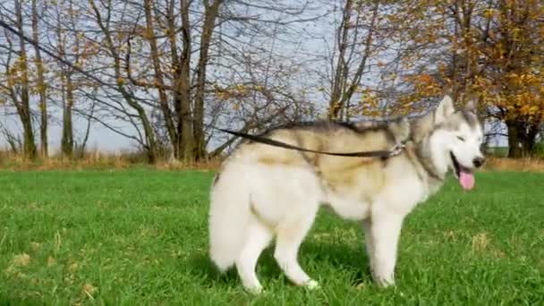 Hond Trainer Met Siberische Husky Fokken Voor Training Een Zittende — Stockvideo