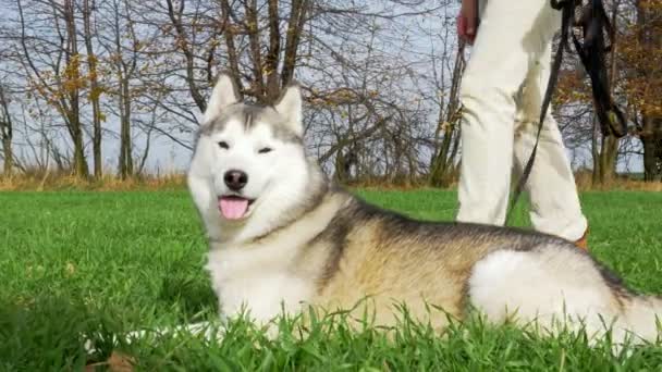 トレーニングのためのシベリアハスキー繁殖と犬のトレーナー 位置に横たわっている位置に Uhd ビデオ — ストック動画