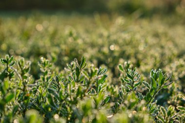 sabah çimen çiy damlaları ile