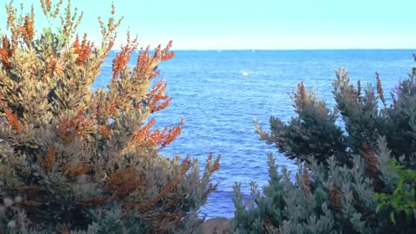 Uma Vista Mar Calmo Através Dos Arbustos Costa Vídeo Uhd — Vídeo de Stock