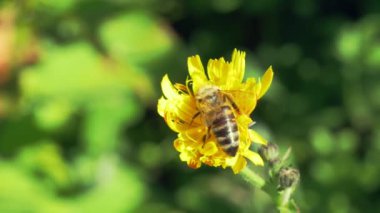 Sarı bir çiçek videosundan polen toplayan arı