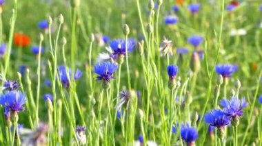 Cornflower on a wild meadow - Centaurea cyanus