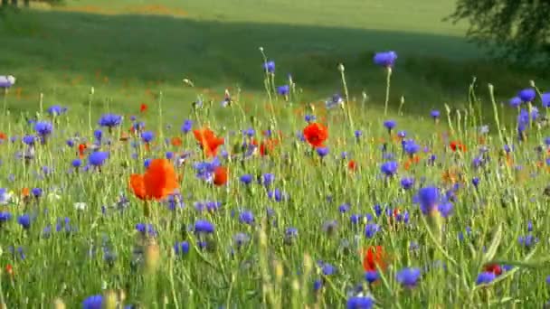 Cornflower Red Poppy Wild Meadow — Stockvideo