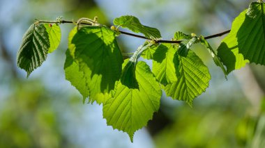 Bahar sabahı güneşi altında fındık yaprakları