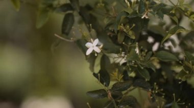 Arbre en fleur au soleil en Italie