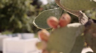 Kaktüs devant une piscine en Italie