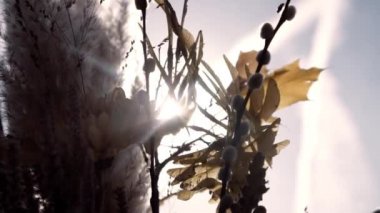 Fleurs et feuilles traversee par le soleil devant le ciel