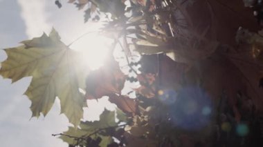 Feuilles d 'arbre Traversee par le soleil dans un arbre en Belgique