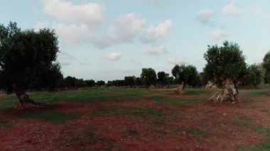 Kırsal bölgelerde yaşayan yabancılara para ödüyorum. Parmi les oliviers