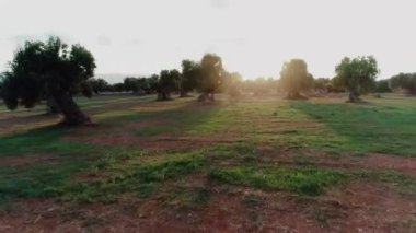 Kırsal bölgelerde yaşayan yabancılara para ödüyorum. Parmi les oliviers